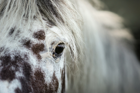 White spotted horse portrait, walk on the paddock in summerの写真素材