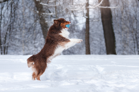 Dog breed Australian Shepherd, Aussie, walking in winter forestの写真素材