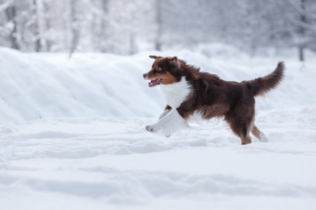 Dog breed Australian Shepherd, Aussie, walking in winter forestの写真素材