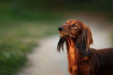 Dog breed dachshund, walking in the evening, in the summer in the parkの写真素材