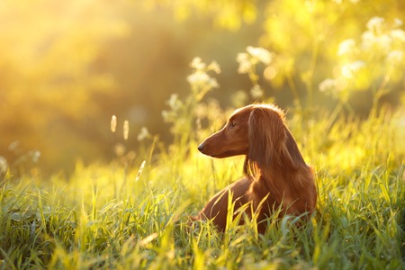 Dog breed dachshund, walking in the evening, in the summer in the parkの写真素材