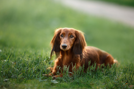 Dog breed dachshund, walking in the evening, in the summer in the parkの写真素材