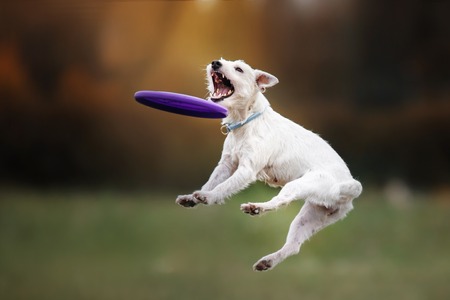 Dog catching frisbee in jump, pet playing outdoors in a park. flying diskの写真素材