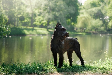 Dog Giant Schnauzer, pet walking in a summer parkの写真素材
