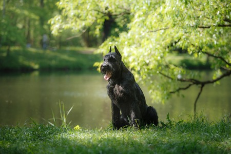 Dog Giant Schnauzer, pet walking in a summer parkの写真素材