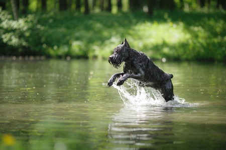 Dog Giant Schnauzer, pet walking in a summer park, bathed in the lake, runs on waterの写真素材
