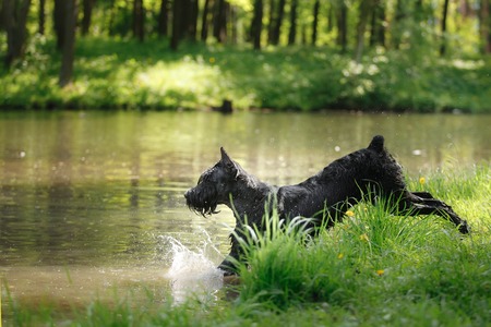 Dog Giant Schnauzer, pet walking in a summer park, bathed in the lake, runs on waterの写真素材
