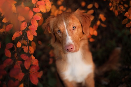 autumn mood. Nova Scotia Duck Tolling Retriever dog with leaves. gold and red colorの写真素材