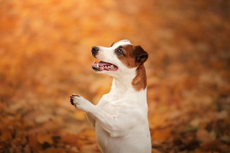 autumn mood. Jack Russell Terrier dog with leaves. gold and red color, walk in the park