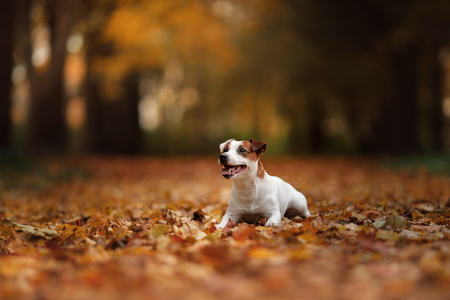 autumn mood. Jack Russell Terrier dog with leaves. gold and red color, walk in the parkの写真素材
