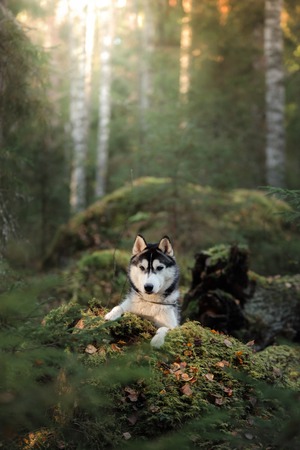 Dog breed Siberian Husky walking in autumn forestの写真素材