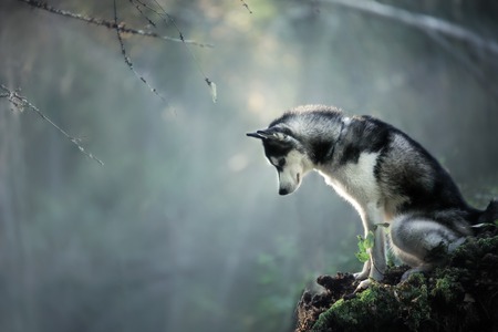 Dog breed Siberian Husky walking in autumn forestの写真素材