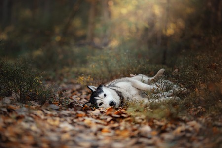 Dog breed Siberian Husky walking in autumn forestの写真素材