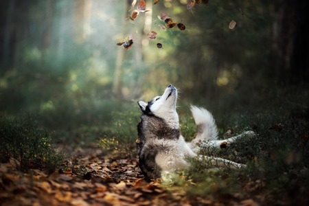 Dog breed Siberian Husky walking in autumn forestの写真素材
