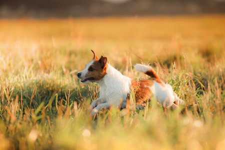 Dog Jack Russell Terrier in a field at sunrise