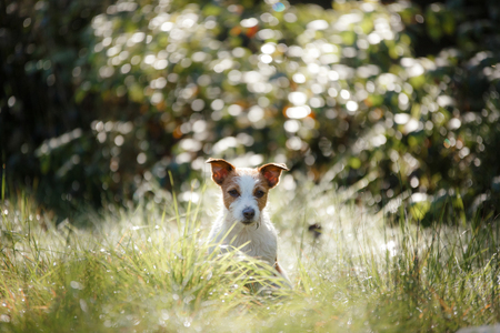 Dog Jack Russell Terrier, walk in the forest in summerの写真素材
