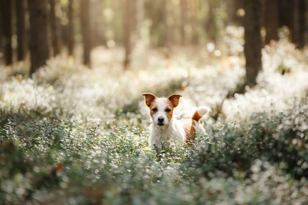 Dog Jack Russell Terrier, walk in the forest in summerの写真素材