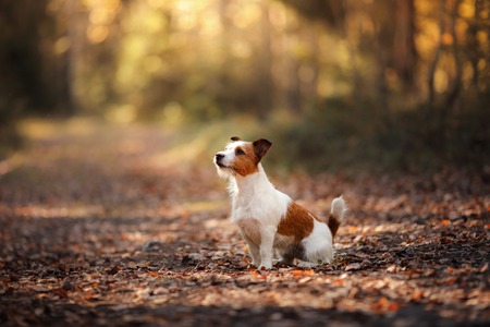 Dog Jack Russell Terrier, walk in the forest in summerの写真素材
