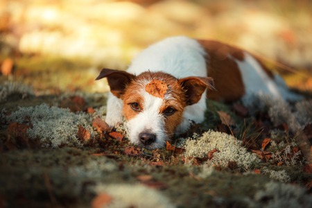 Dog Jack Russell Terrier, walk in the forest in summerの写真素材