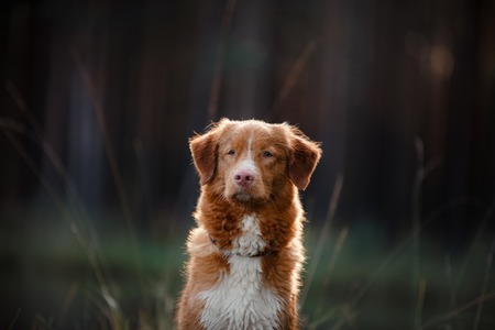 Dog Nova Scotia Duck Tolling Retriever walk in the forest in summerの写真素材