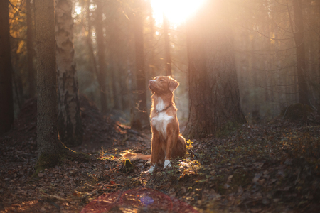 Dog Nova Scotia Duck Tolling Retriever walk in the forest in summerの写真素材