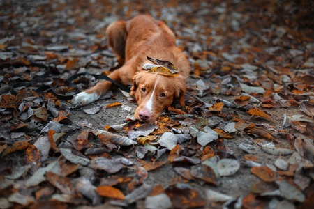 Dog Nova Scotia Duck Tolling Retriever walk in the forest in summerの写真素材
