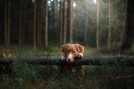 Dog Nova Scotia Duck Tolling Retriever walk in the forest in summerの写真素材