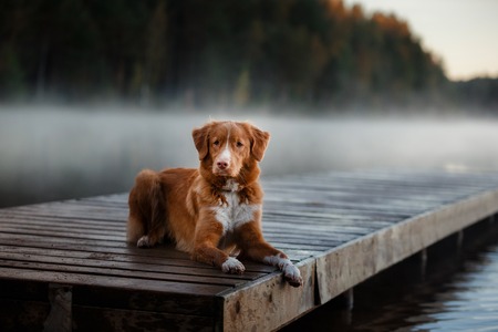 Dog Nova Scotia Duck Tolling Retriever, shore of the lake in early morningの写真素材