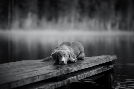 Dog Nova Scotia Duck Tolling Retriever, shore of the lake in early morningの写真素材