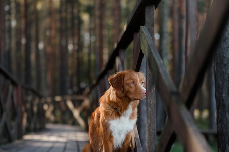 Nova Scotia Duck Tolling Retriever Dog paws and is looking forward to a wooden bridge. obedient dogの写真素材