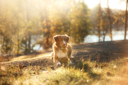 Nova Scotia Duck Tolling Retriever dog lying on the nature. autumn seasonの写真素材