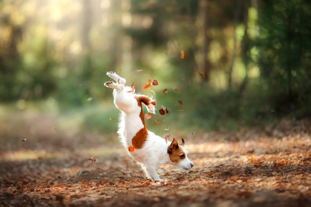 Dog Jack Russell Terrier jump over the leaves, autumn moodの写真素材