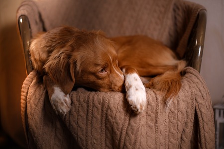 Happy New Year, Christmas, Dog Nova Scotia Duck Tolling Retriever, holidays and celebration, pet in the room the Christmas treeの写真素材