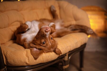 Happy New Year, Christmas, Dog Nova Scotia Duck Tolling Retriever, holidays and celebration, pet in the room the Christmas treeの写真素材