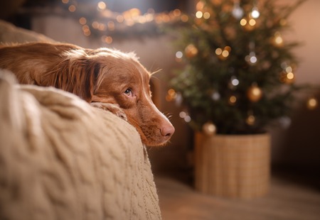 Happy New Year, Christmas, Dog Nova Scotia Duck Tolling Retriever, holidays and celebration, pet in the room the Christmas treeの写真素材