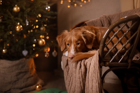 Happy New Year, Christmas, Dog Nova Scotia Duck Tolling Retriever, holidays and celebration, pet in the room the Christmas treeの写真素材