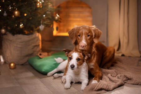 Dog Jack Russell Terrier and Dog Nova Scotia Duck Tolling Retriever . Happy New Year, Christmas,...