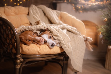 Dog Jack Russell Terrier and Dog Nova Scotia Duck Tolling Retriever . Happy New Year, Christmas, holidays and celebration, dog's nose under the blanket, dog sleeping and hidの写真素材