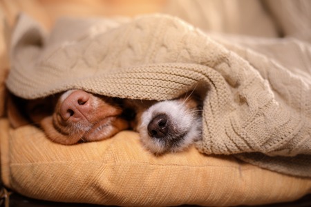 Dog Jack Russell Terrier and Dog Nova Scotia Duck Tolling Retriever. dog's nose under the blanket,...