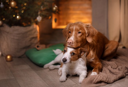 Dog Jack Russell Terrier and Dog Nova Scotia Duck Tolling Retriever . Happy New Year, Christmas, holidays and celebration, pet in the room the Christmas treeの写真素材