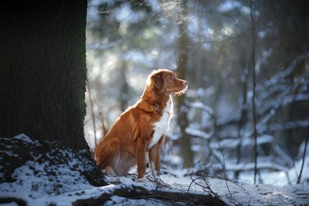 red dog breed Nova Scotia Duck Tolling Retrieverの写真素材