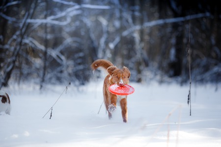 red dog breed Nova Scotia Duck Tolling Retrieverの写真素材