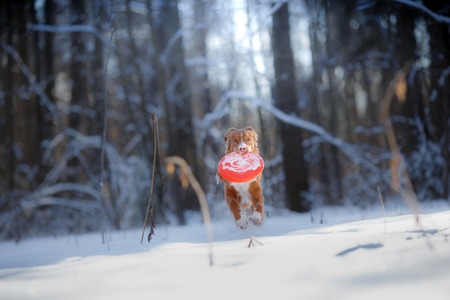 red dog breed Nova Scotia Duck Tolling Retrieverの写真素材