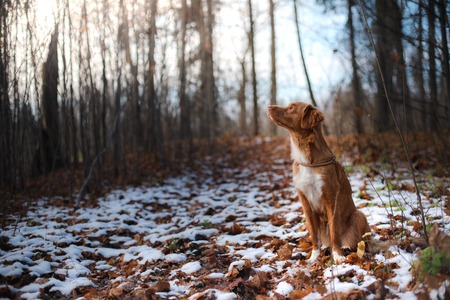 red dog breed Nova Scotia Duck Tolling Retrieverの写真素材