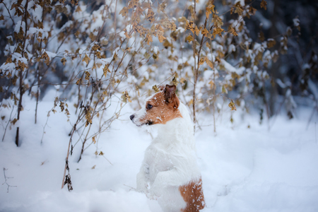 dog in winter in nature, Christmas moodの写真素材