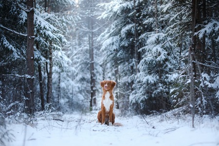 red dog outdoors in winter, Christmas, Nova Scotia Duck Tolling Retriever dog