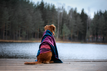 dog outdoors under a blanket dream in the natureの写真素材