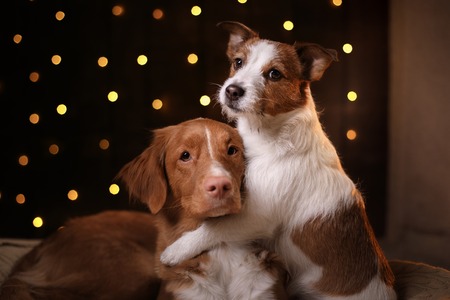 Dogs Nova Scotia Duck Tolling Retriever and Jack Russell Terrier Christmas season 2017, new year,...