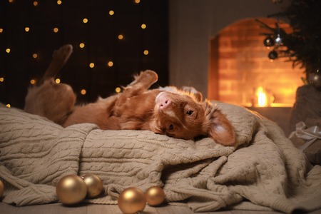 Dog Nova Scotia Duck Tolling Retriever Christmas season 2017, new year, holidays and celebration. Relax in the room by the fireplaceの写真素材