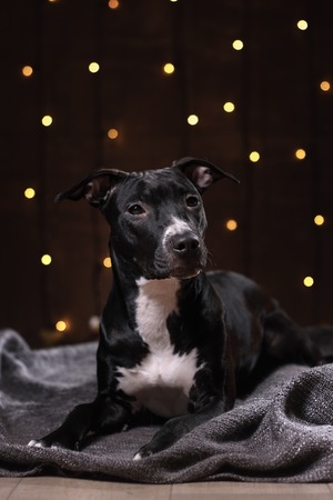 Happy New Year, Christmas, pet in the room. Pit bull dog, holidays and celebration. Relax in the room by the fireplaceの写真素材